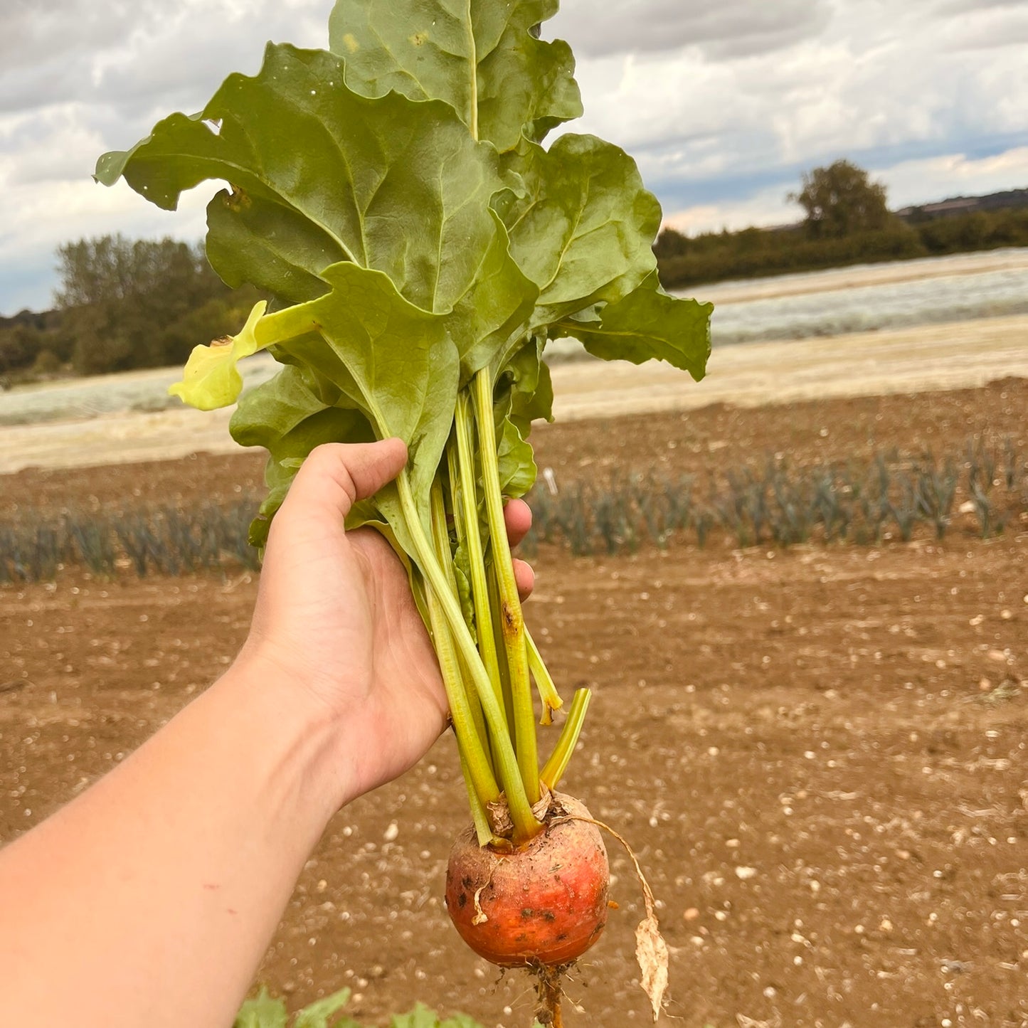 Summer Harvest Walk