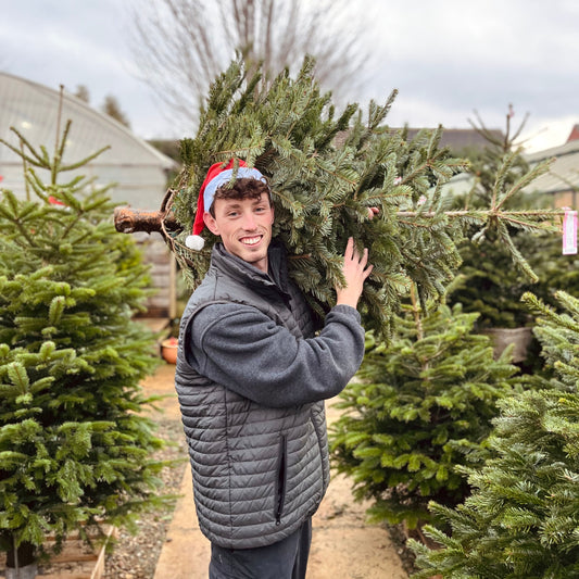 Pick Your Own Christmas Tree