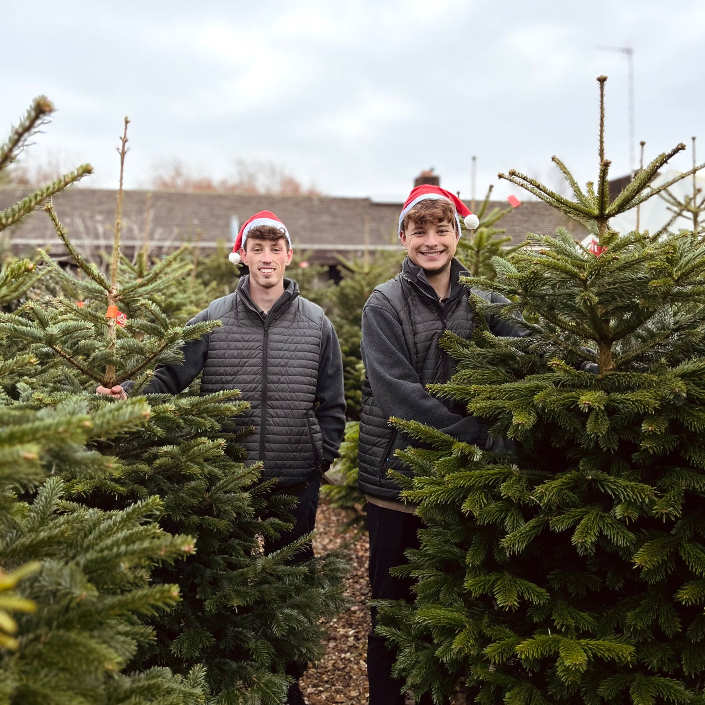 Pick Your Own Christmas Tree
