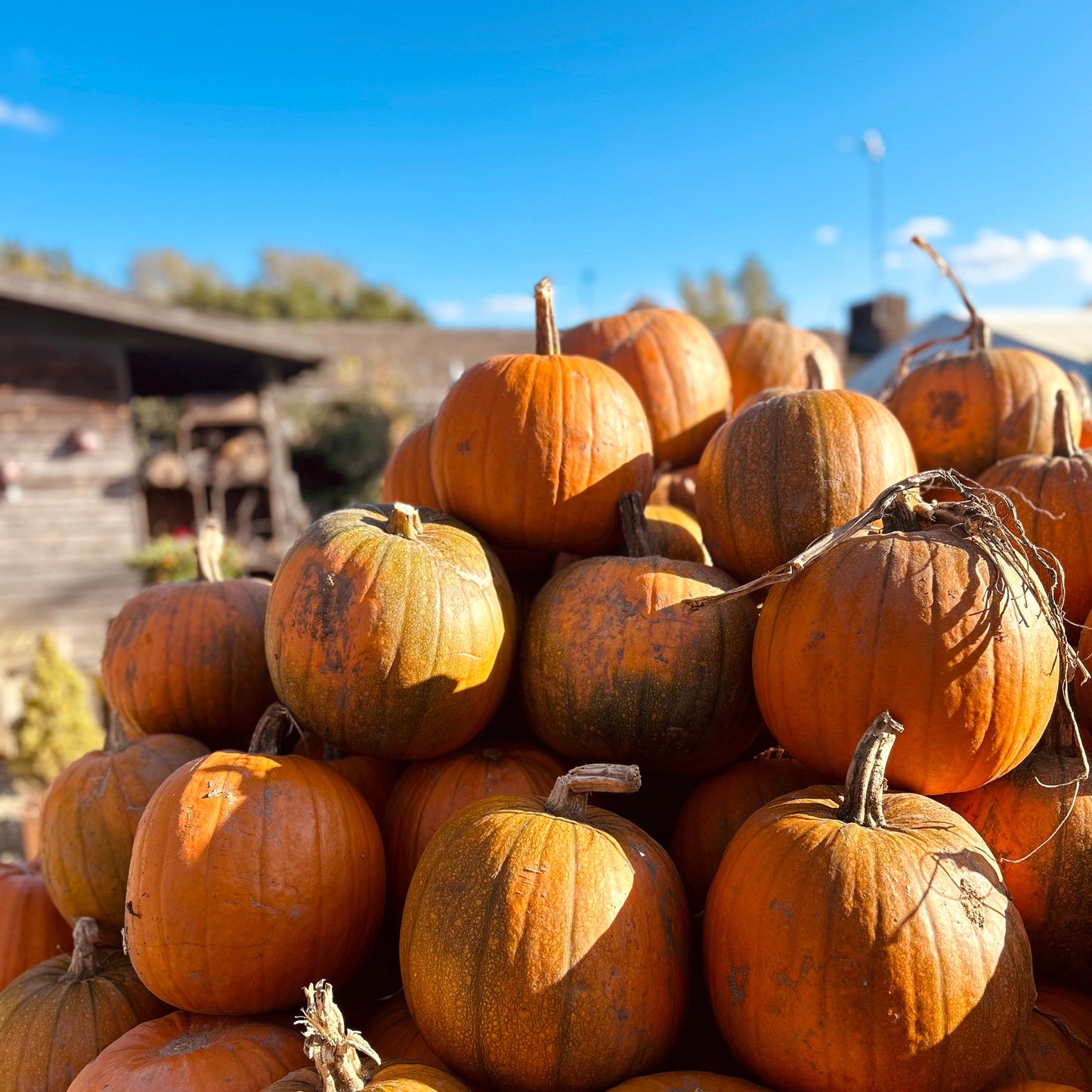 The Pumpkin Festival