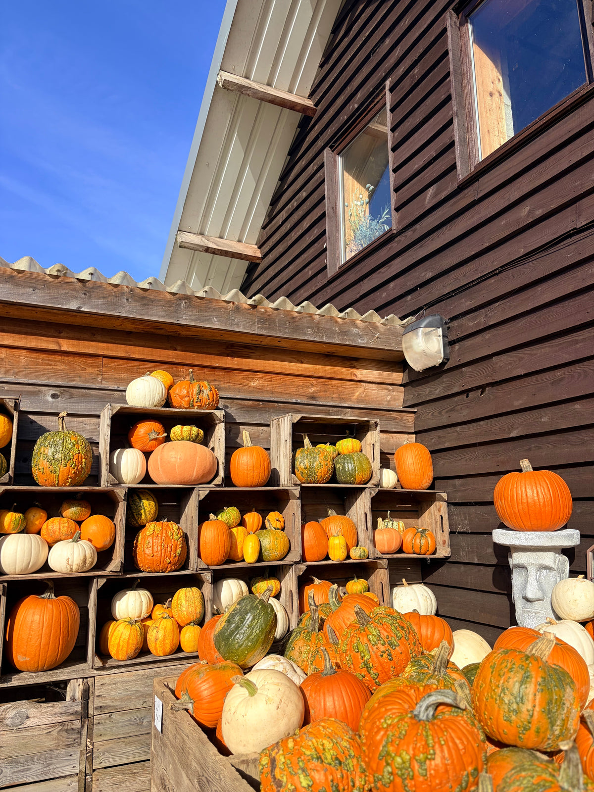The Pumpkin Festival