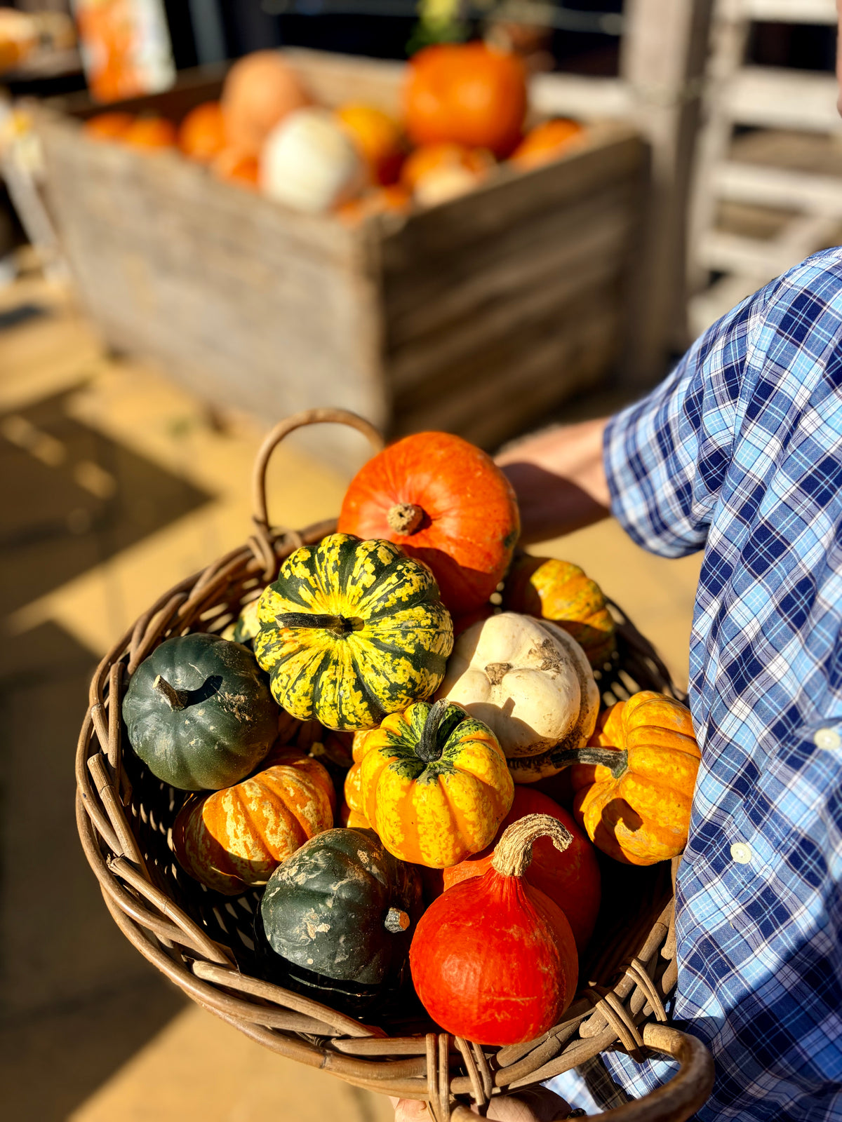 The Pumpkin Festival