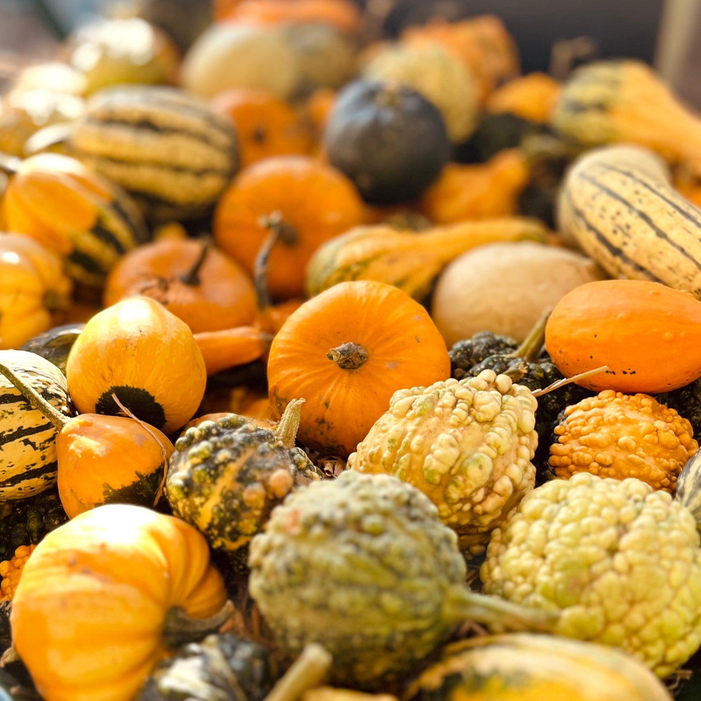 The Pumpkin Festival
