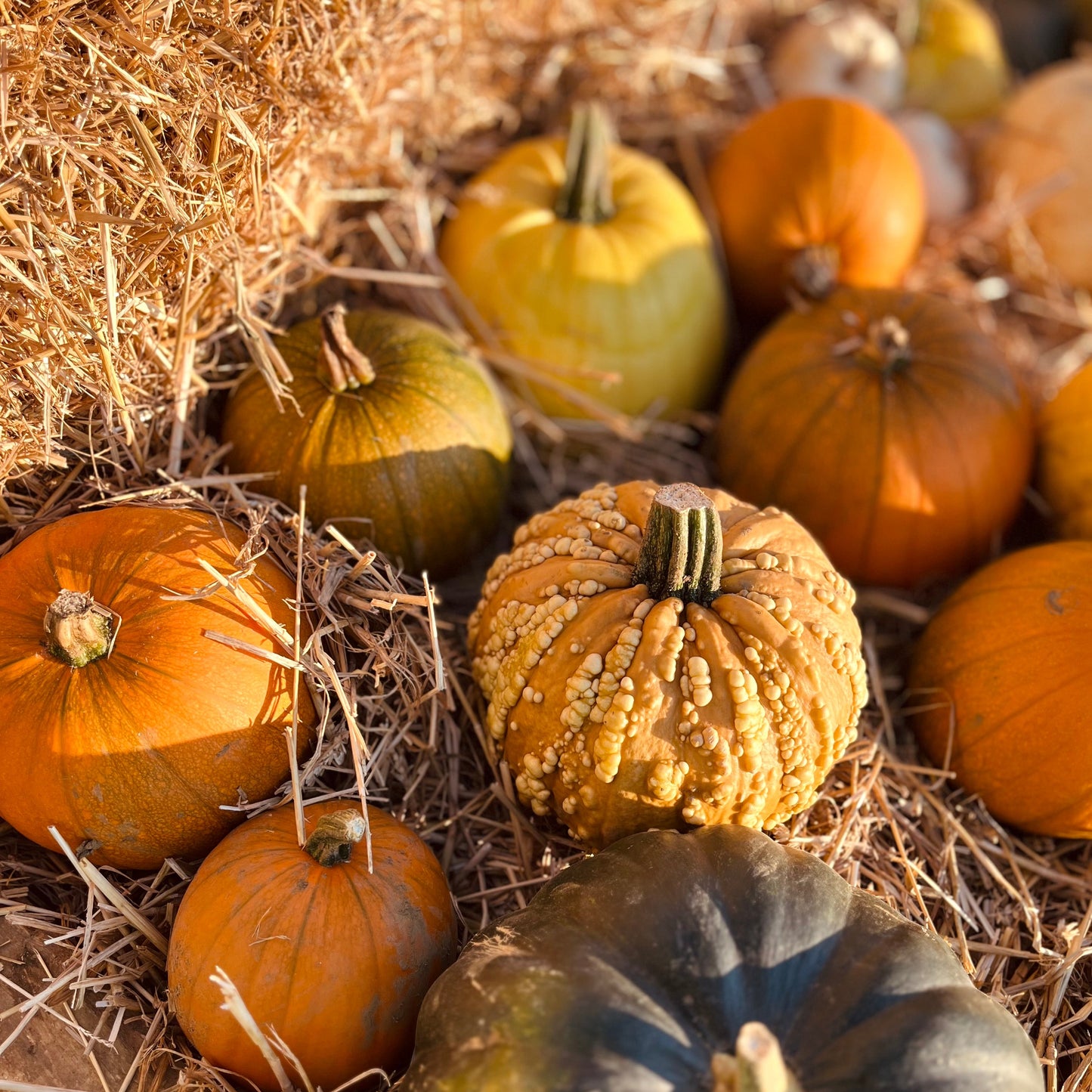 The Pumpkin Festival